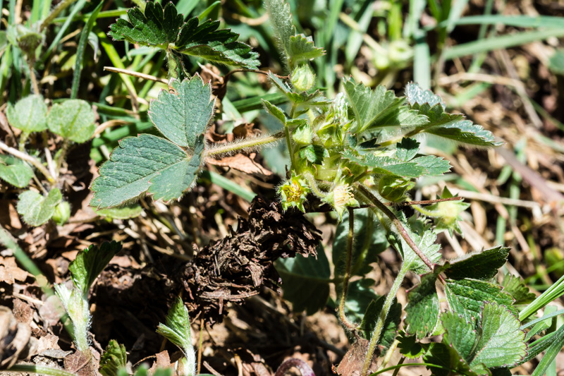 Potentilla sterilis / Potentilla sterile